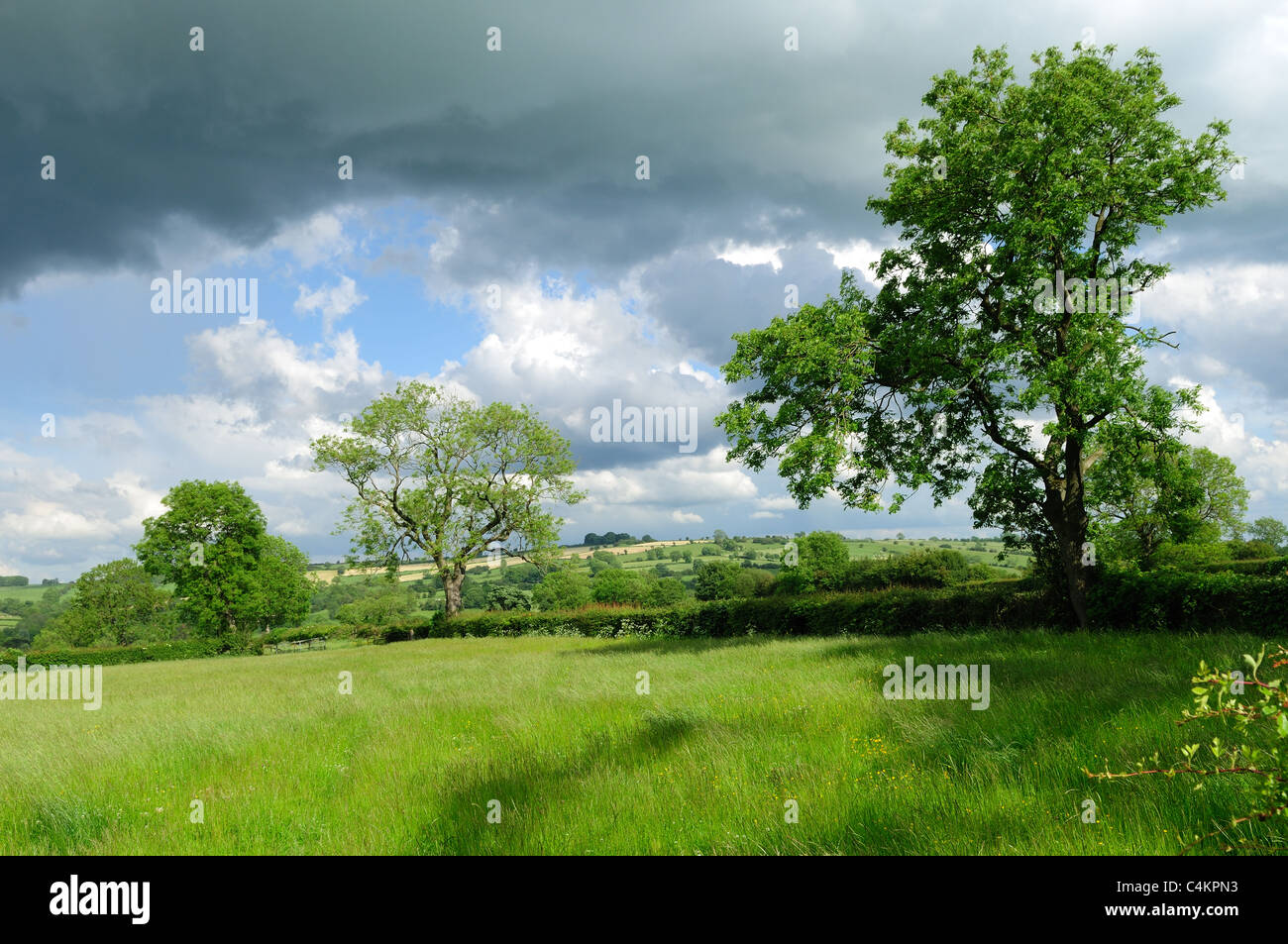 Derbyshire Dales Grass Meadows. Stock Photo