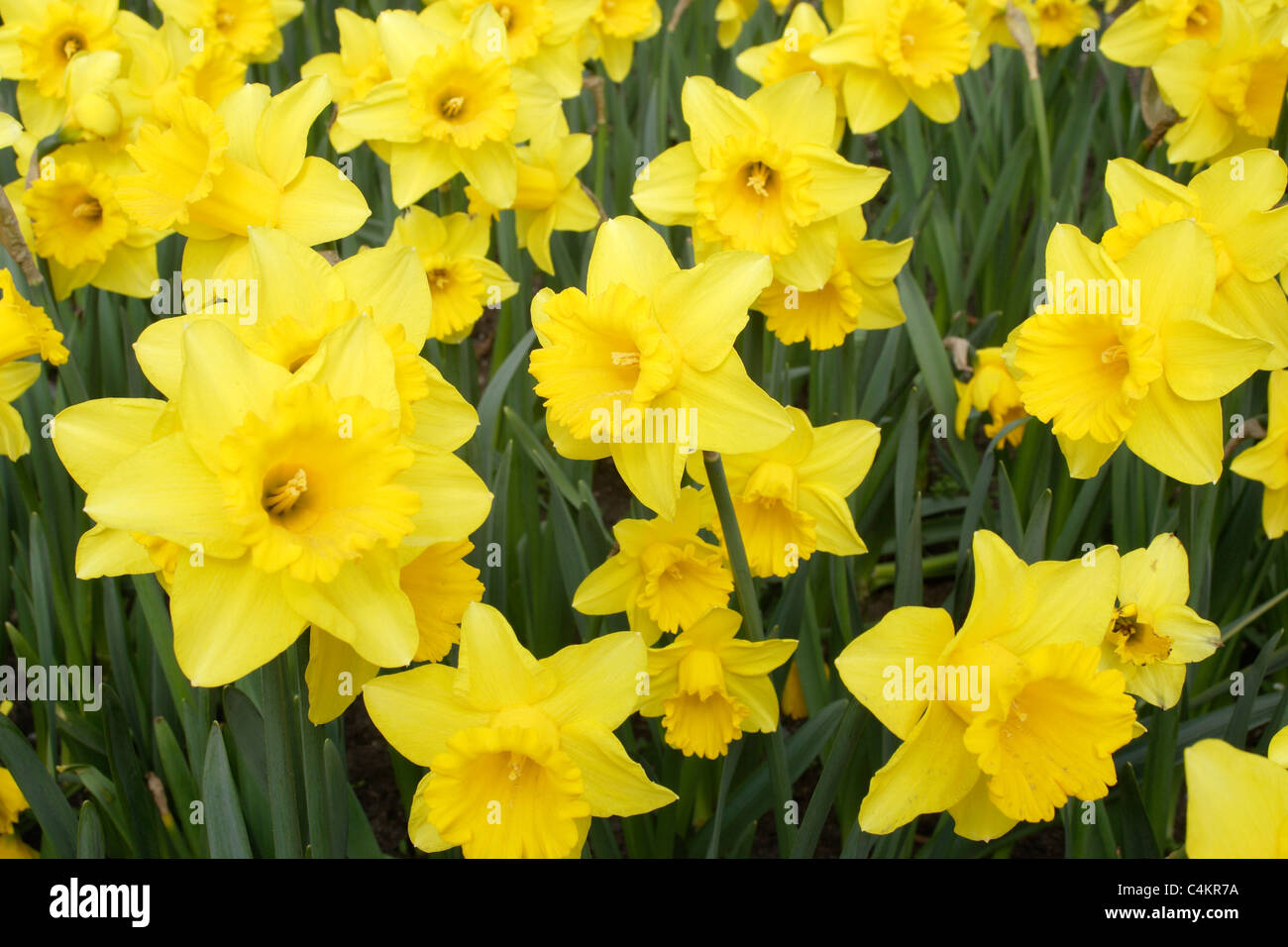 Narcissus pseudo narcissus hi-res stock photography and images - Alamy