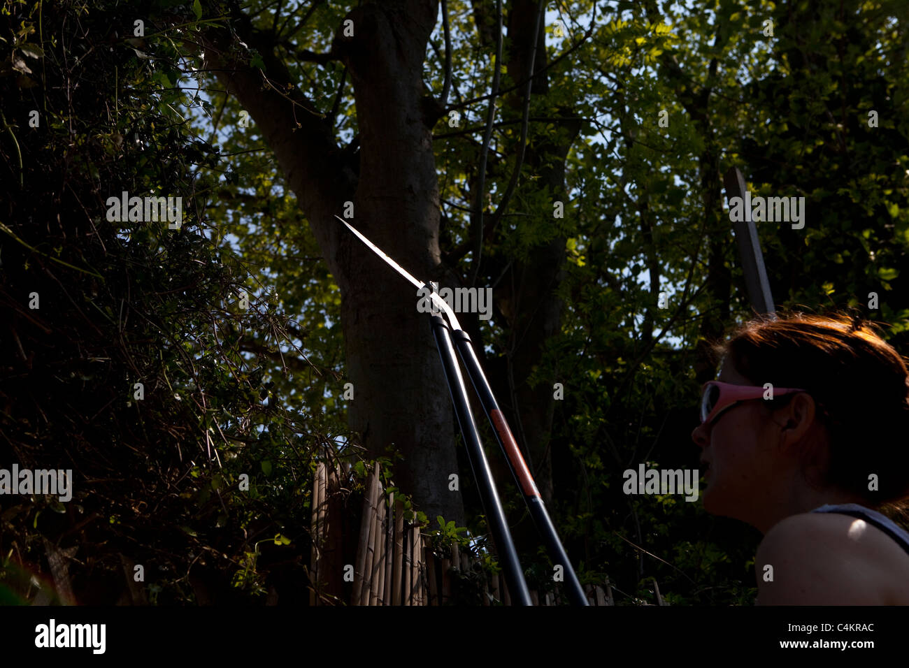 Woman pruning hedge with long shears and wearing protective glasses Stock Photo