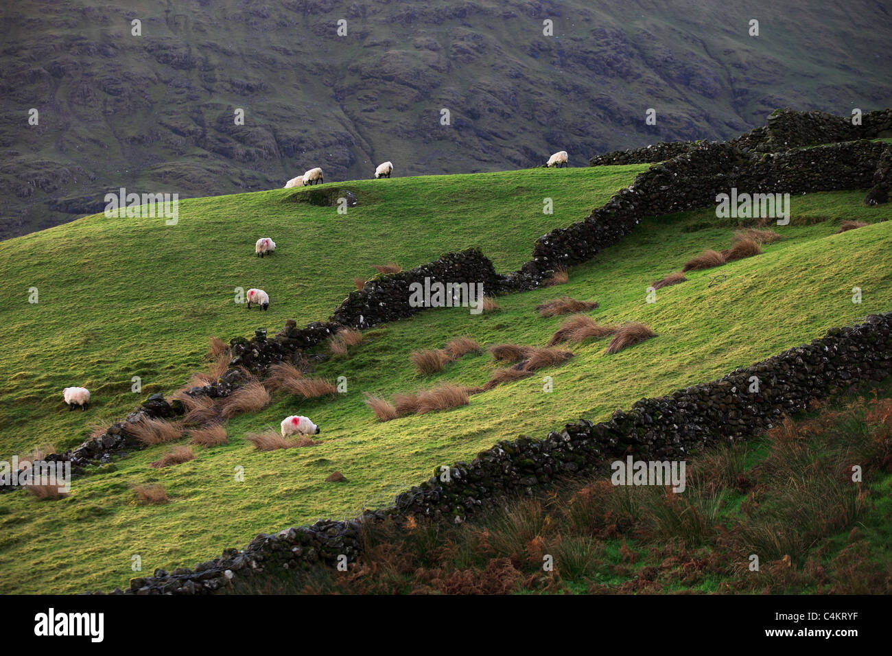 Stone Walls and Grazing Sheep Ireland Stock Photo