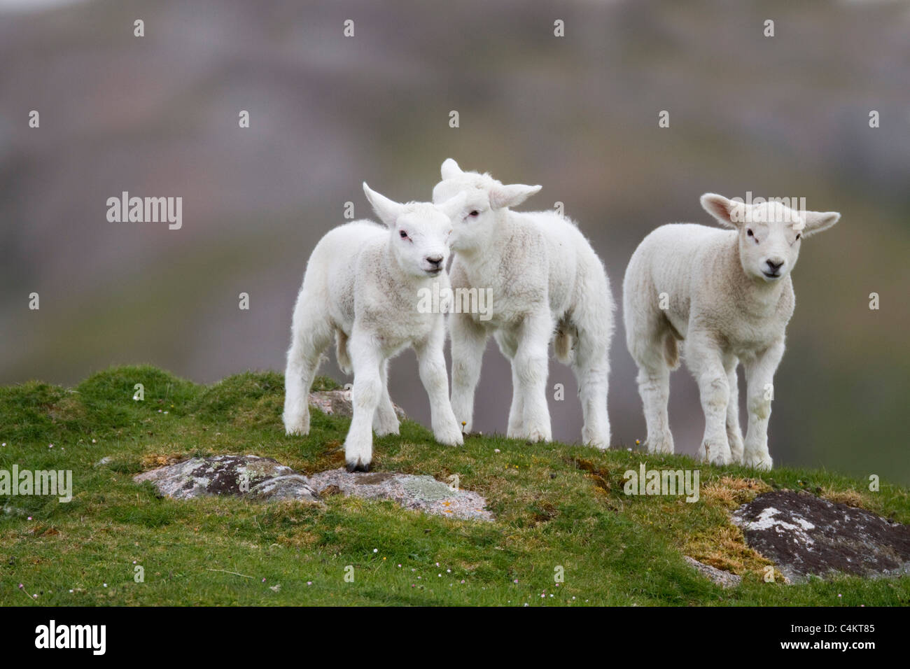 Lambs; spring; Scotland Stock Photo