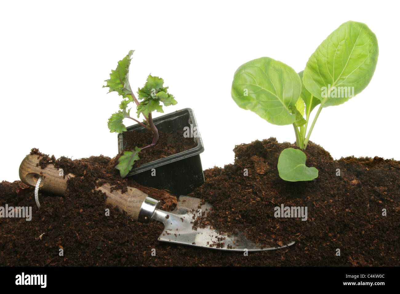 Vegetable plant seedlings in soil and in a plastic pot with a garden trowel Stock Photo