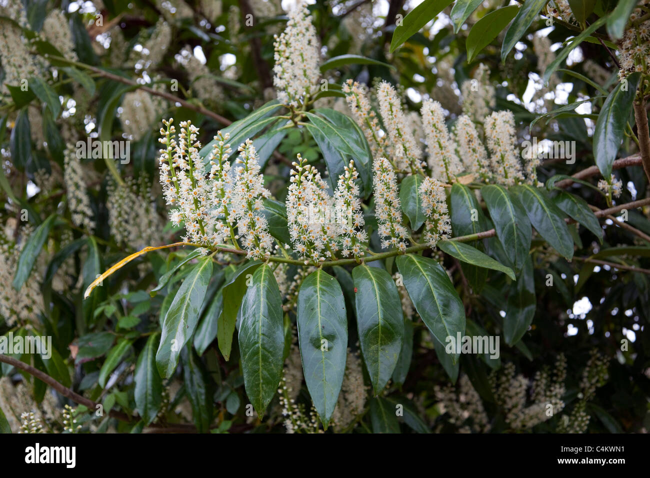 Laurel Flowers Stock Photo Alamy
