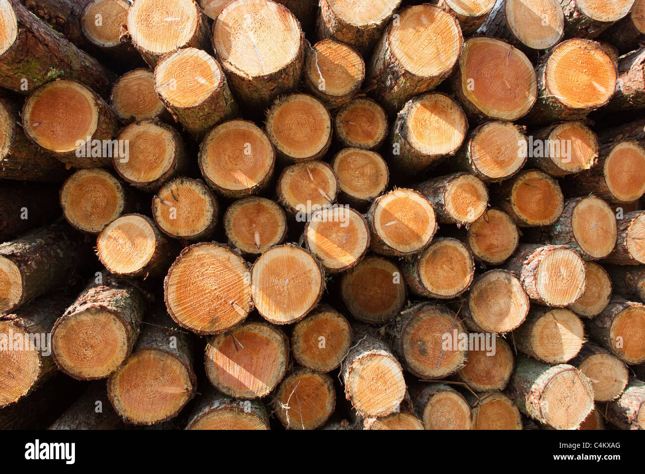 Trees harvested; log pile; Lerryn; Cornwall Stock Photo