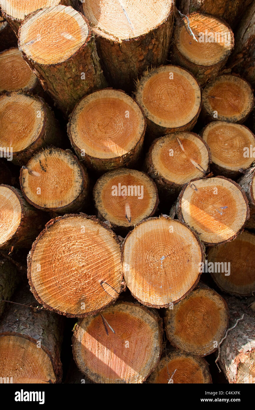 Trees harvested; log pile; Lerryn; Cornwall Stock Photo