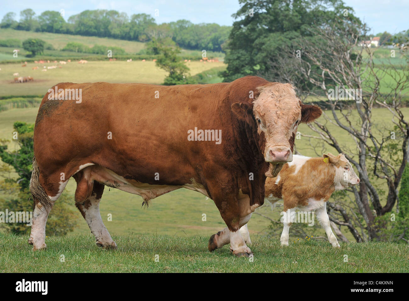 simmental bull and his calf Stock Photo