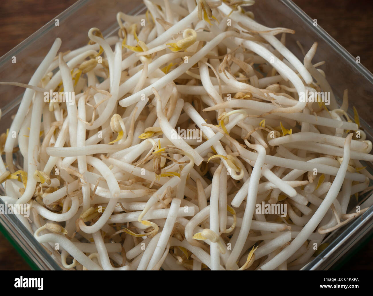 Bean sprouts Stock Photo