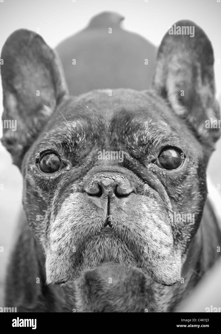 Ugly dog Black and White Stock Photos & Images - Alamy