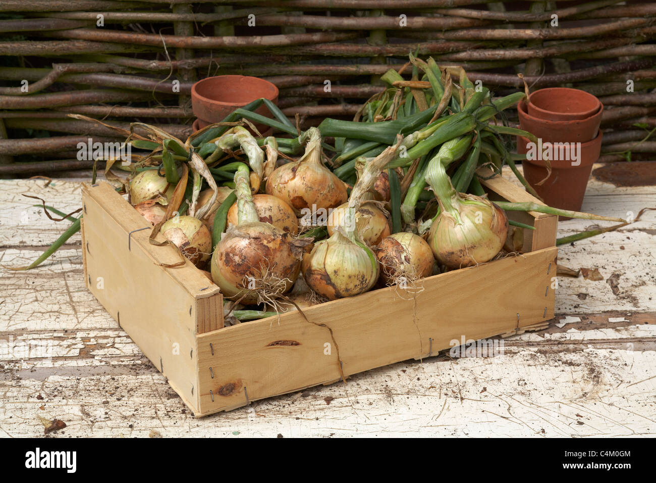 Home grown organic onions senshyu in wooden box Stock Photo