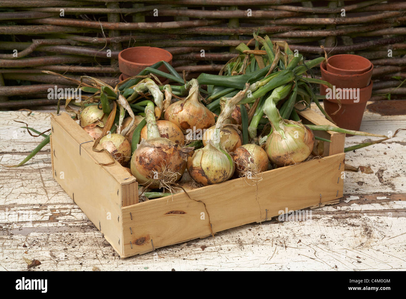 Container grown onions hi-res stock photography and images - Alamy
