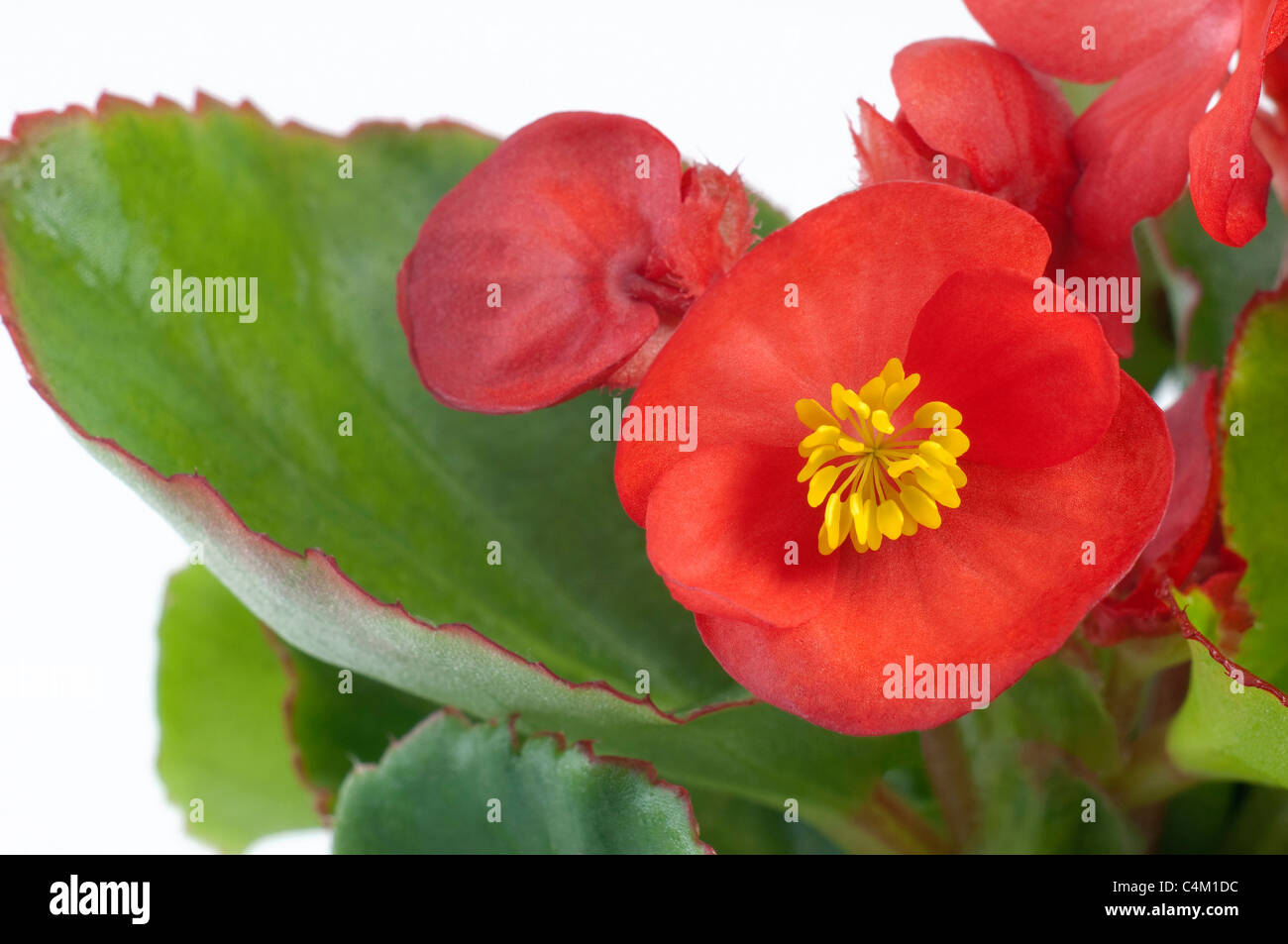 Wax Begonia, Wax-leaf Begonia (Begonia x semperfloren-cultorum), red flowering plant. Studio picture against a white background Stock Photo