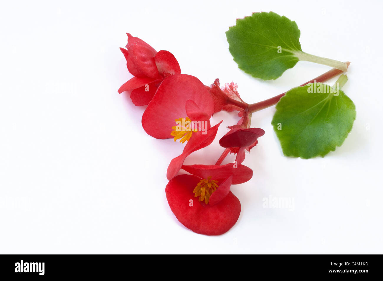 Wax Begonia, Wax-leaf Begonia (Begonia x semperfloren-cultorum), red flowers and leaves. Studio picture. Stock Photo