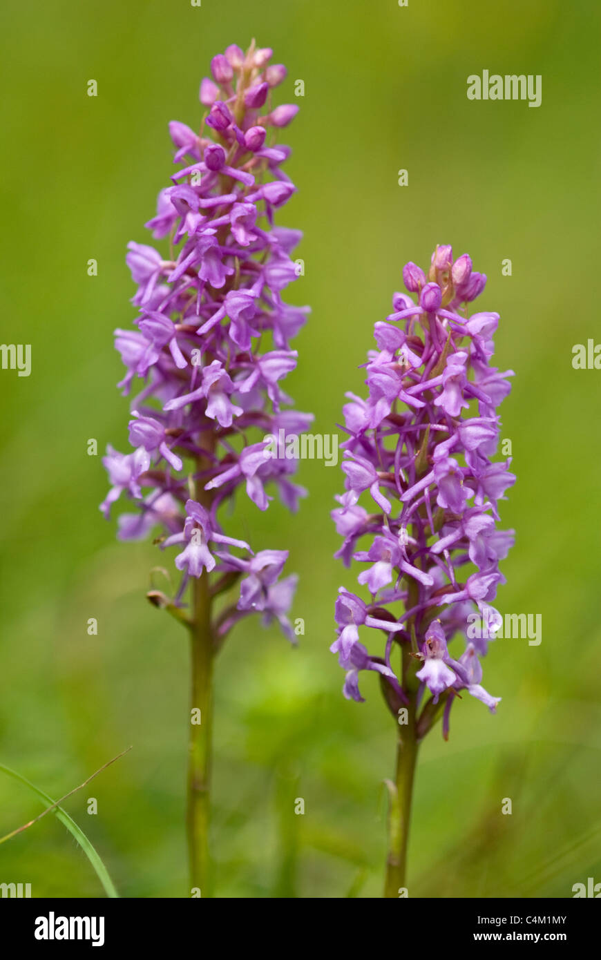 Fragrant orchid hi-res stock photography and images - Alamy
