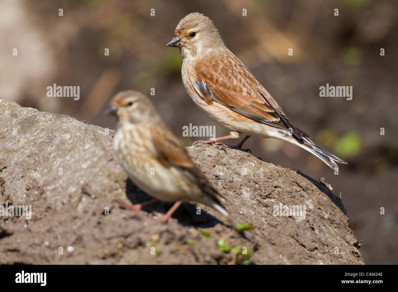 Linnet; Carduelis cannabina; female and male Stock Photo - Alamy