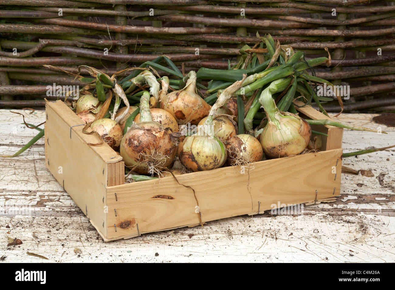 Home grown organic onions senshyu in wooden box Stock Photo