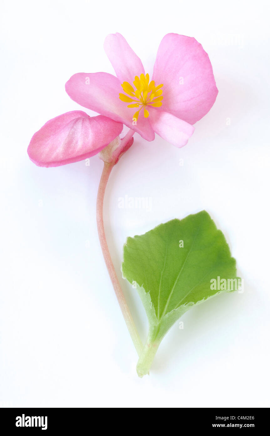 Wax Begonia, Wax-leaf Begonia (Begonia x semperfloren-cultorum), pink flower and leaf. Stock Photo