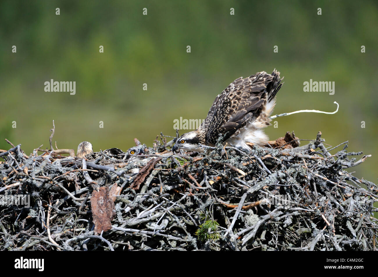 Juvenile Ospreys in nest (Pandion haliaetus Stock Photo Alamy