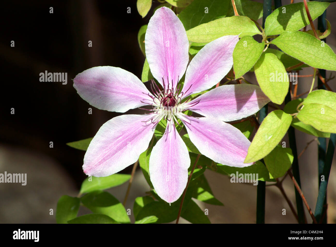 CLEMATIS,  NELLY MOSER,  TRAVELLERS JOY Stock Photo