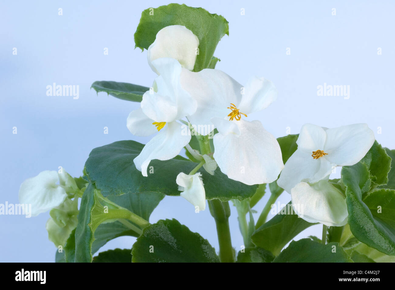 Wax Begonia, Wax-leaf Begonia (Begonia x semperfloren-cultorum), white flowering plant. Stock Photo