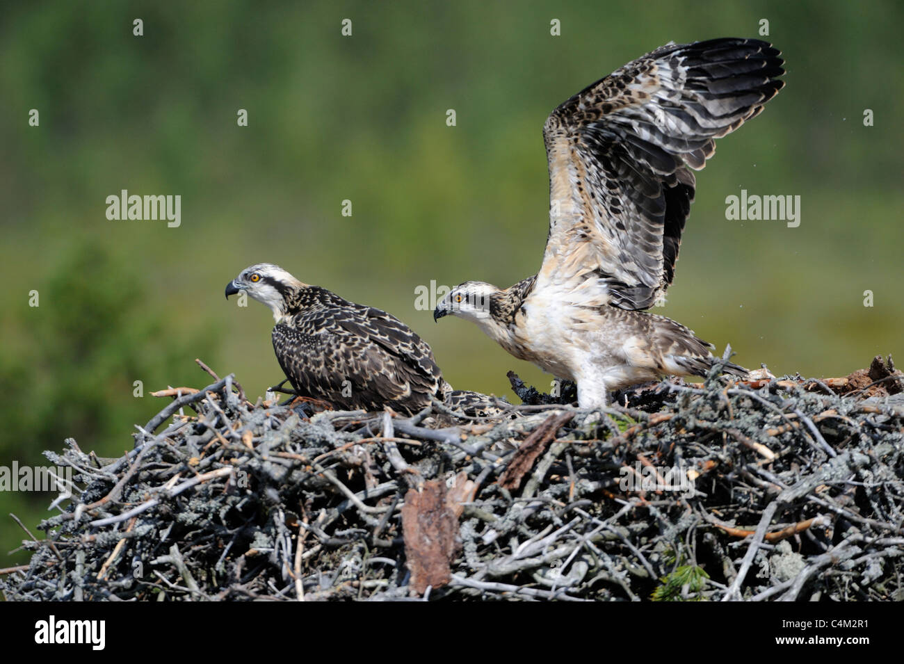 Juvenile Ospreys in nest (Pandion haliaetus) Stock Photo