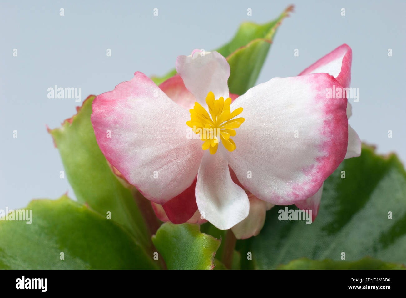 Wax Begonia, Wax-leaf Begonia (Begonia x semperfloren-cultorum), white flower with pink border, close-up. Stock Photo
