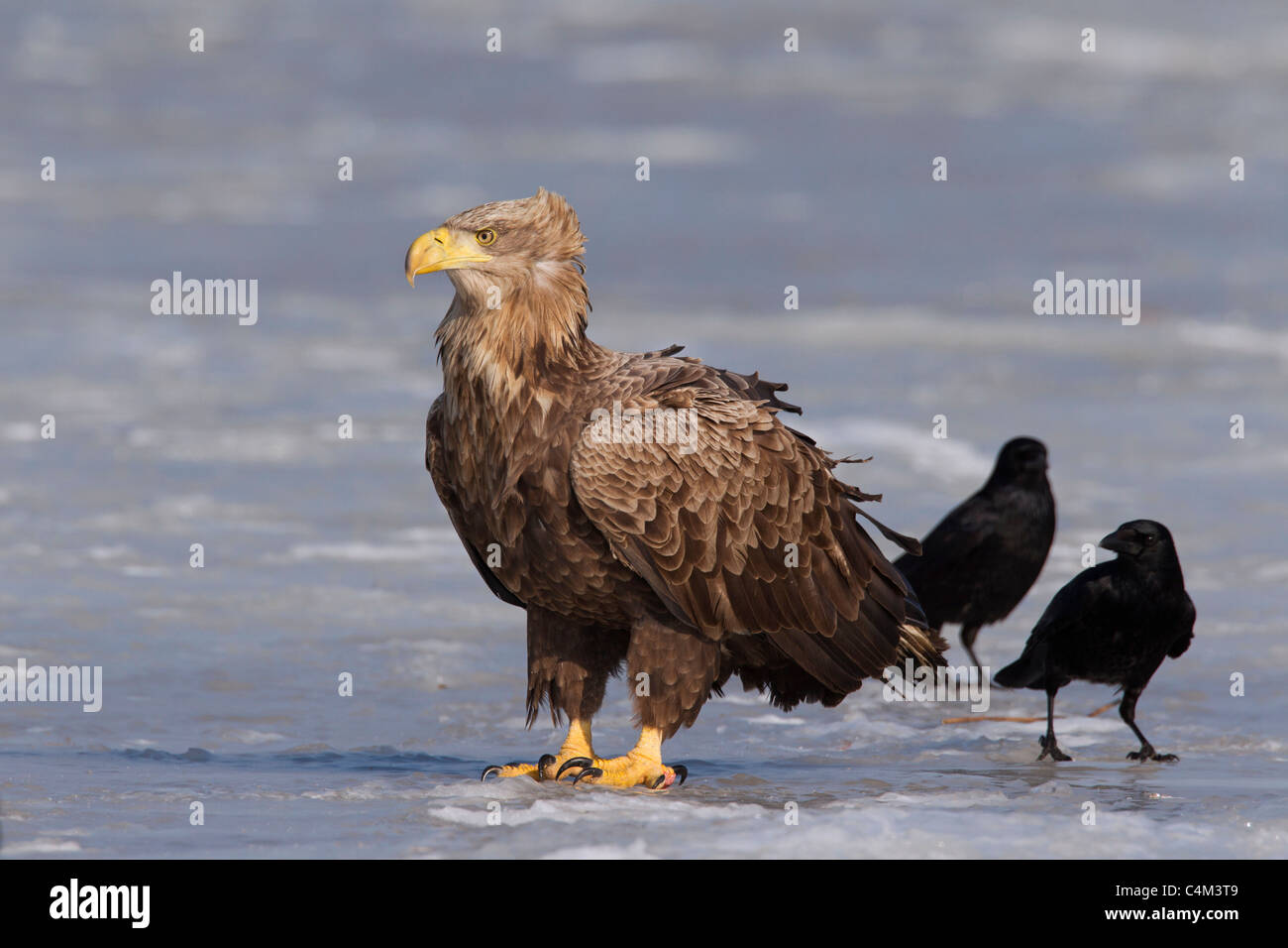 White-tailed Eagle / Sea Eagle / Erne (Haliaeetus albicilla) and Carrion Crows (Corvus corone) on frozen lake in winter, Germany Stock Photo