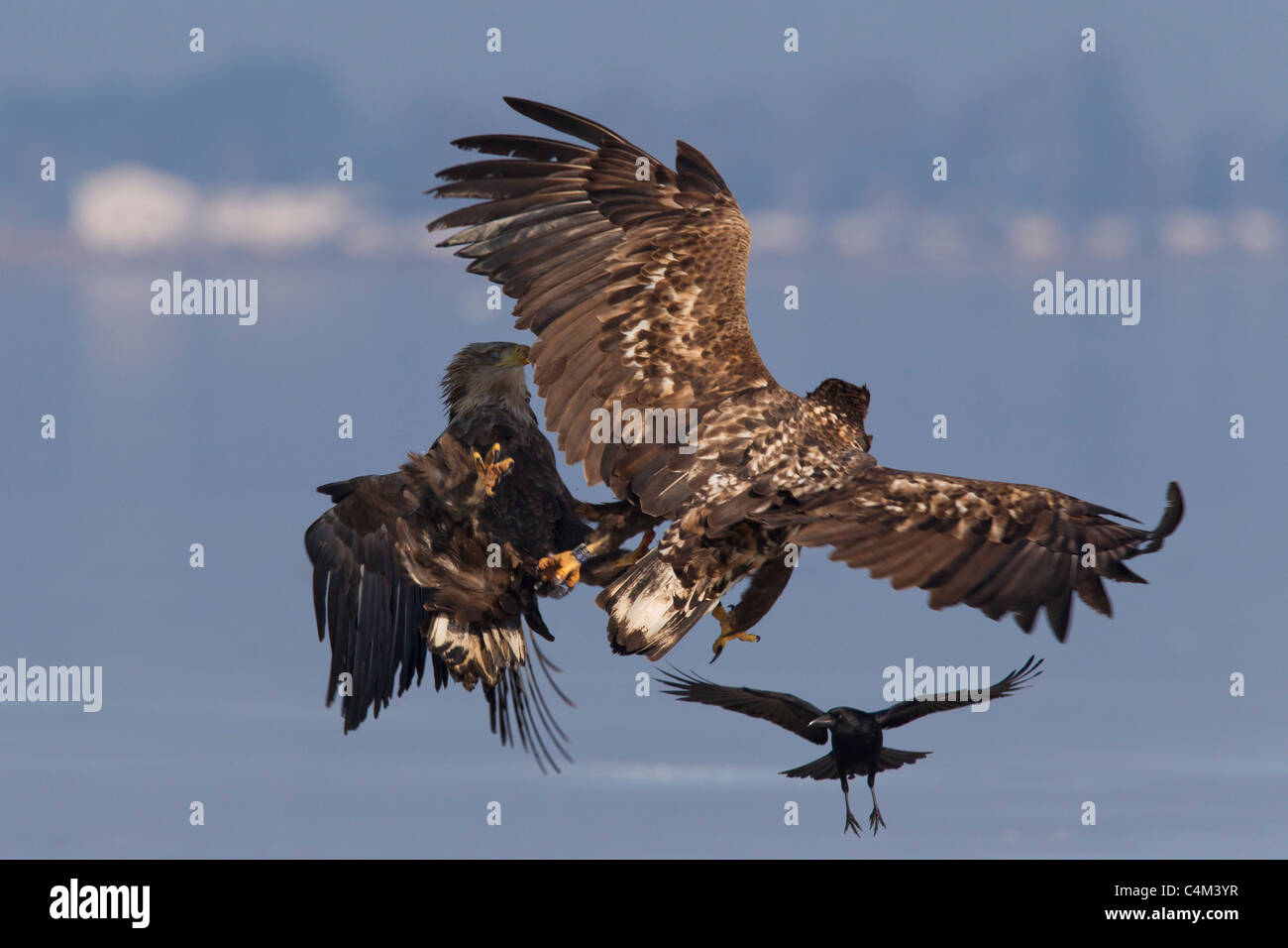 White-tailed Eagle / Sea Eagle / Erne (Haliaeetus albicilla), two eagles fighting in flight in winter, Germany Stock Photo