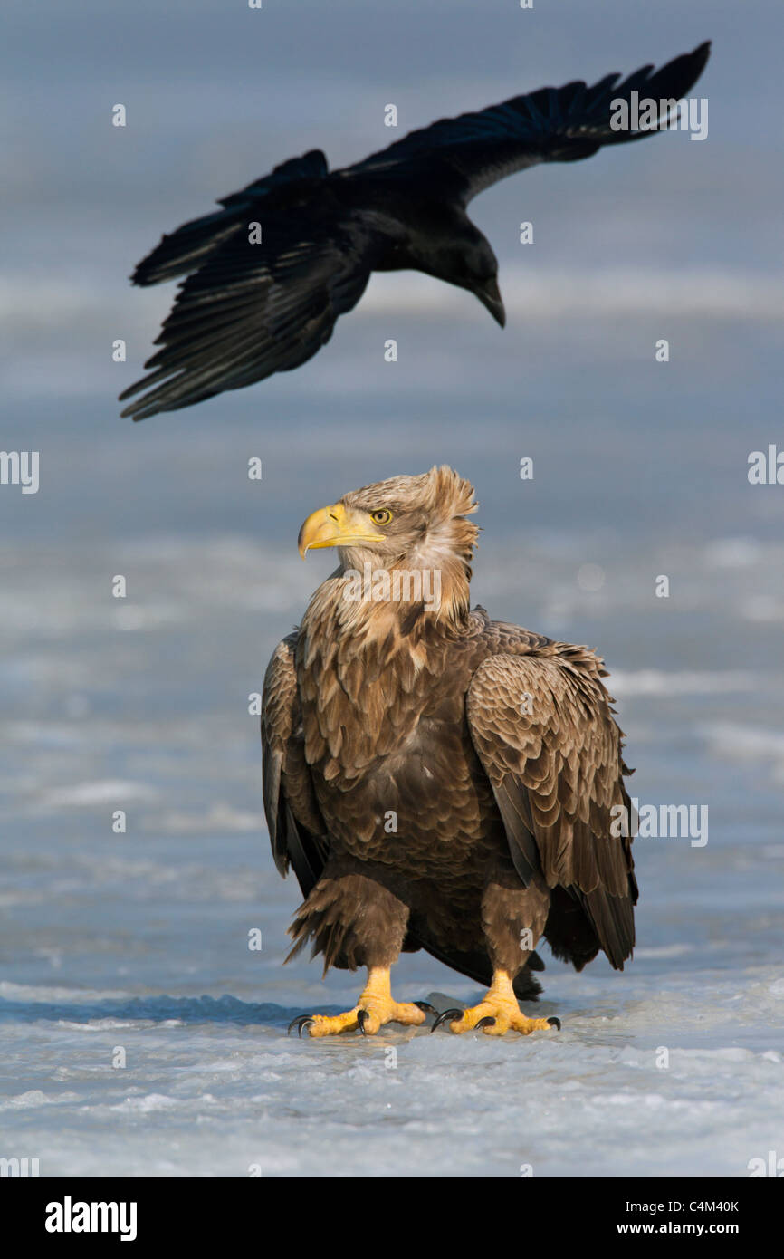 White-tailed Eagle / Sea Eagle / Erne (Haliaeetus albicilla) and Carrion Crow (Corvus corone) on frozen lake in winter, Germany Stock Photo