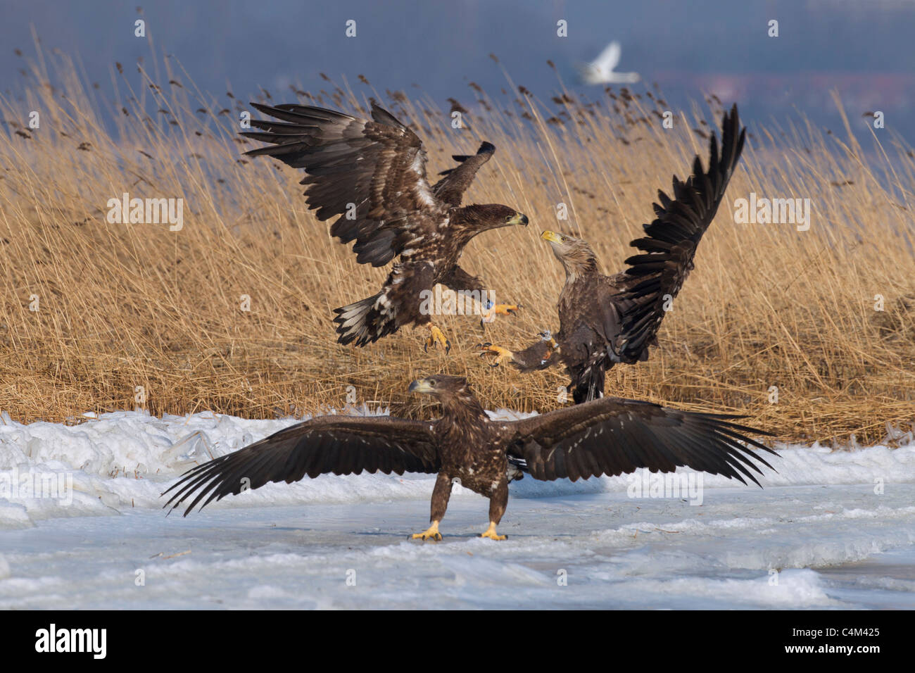 White-tailed Eagle / Sea Eagle / Erne (Haliaeetus albicilla) eagles fighting over frozen lake in winter, Germany Stock Photo