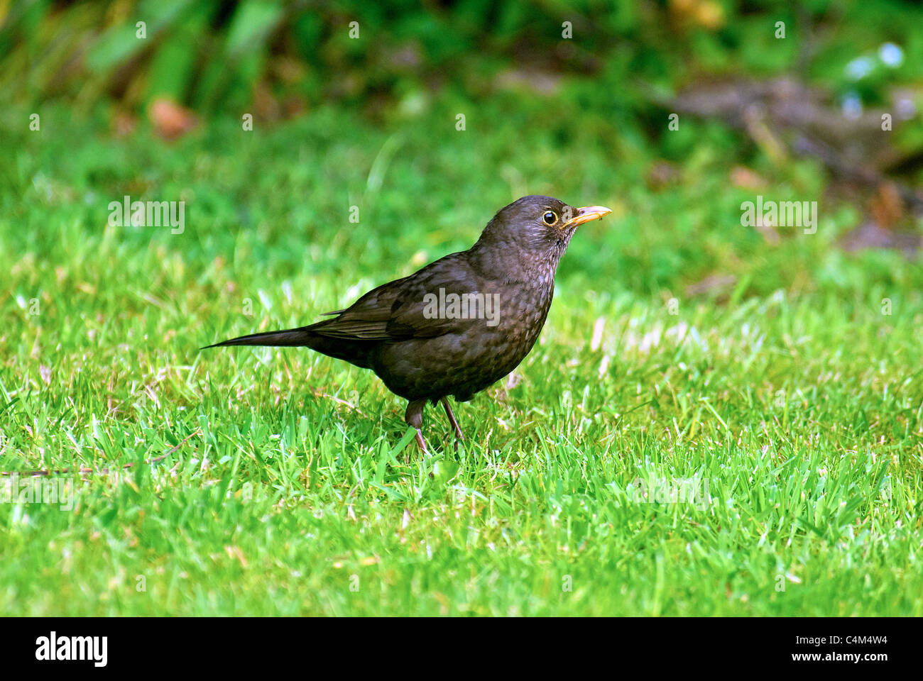 Hen Blackbird. Stock Photo
