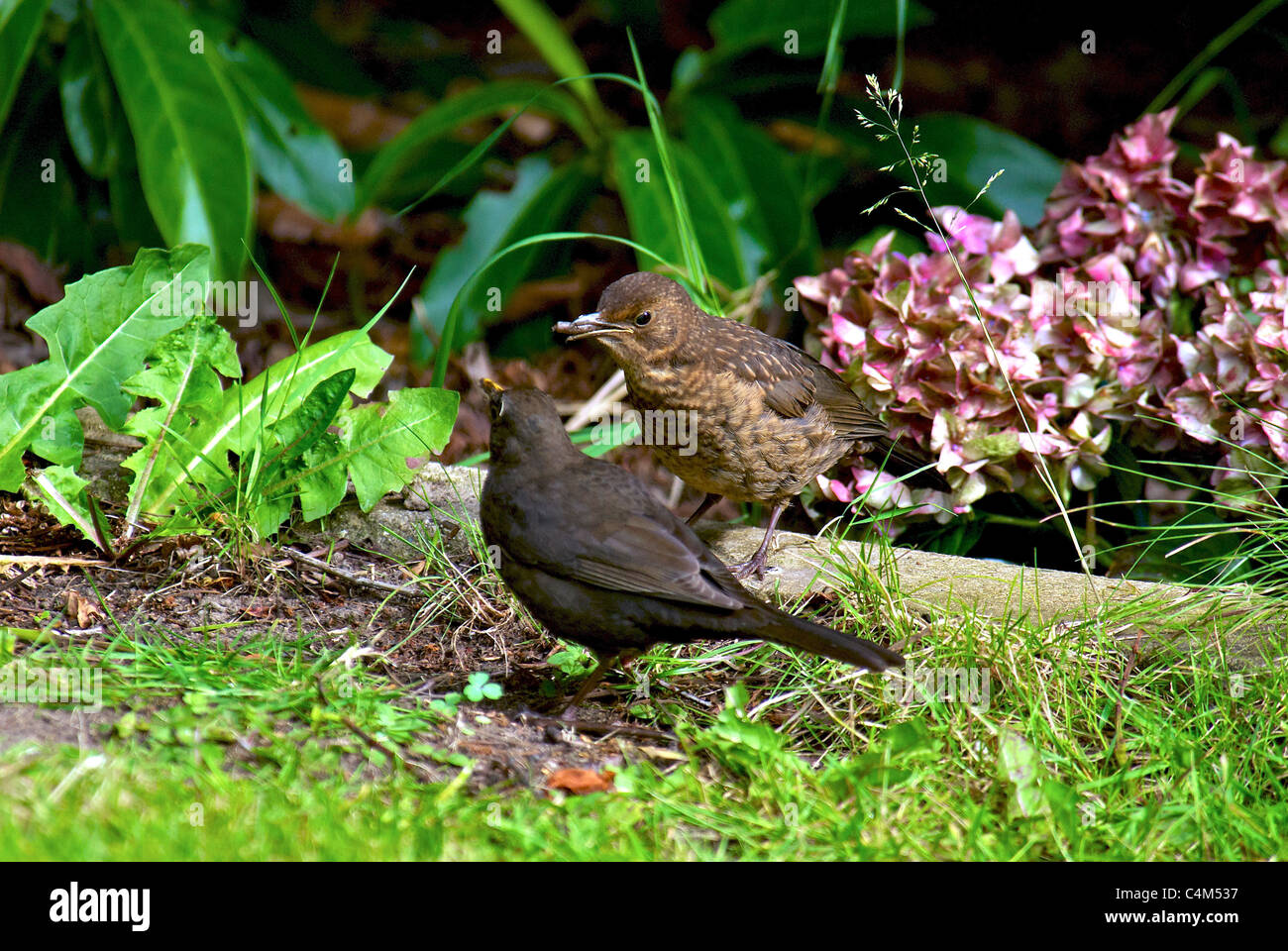 Hen Blackbird foreground feeding a fledgling. Stock Photo
