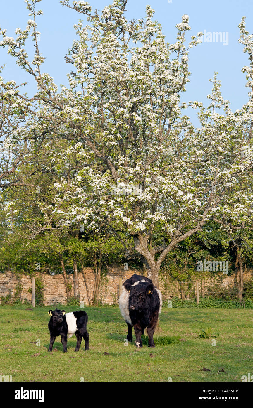 Belted Galloway cow and calf Stock Photo