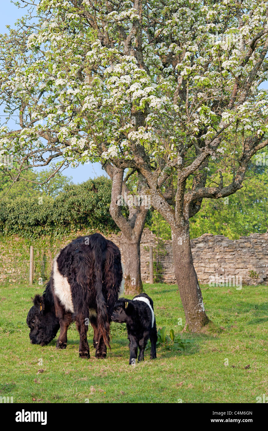 Belted Galloway cow and calf Stock Photo