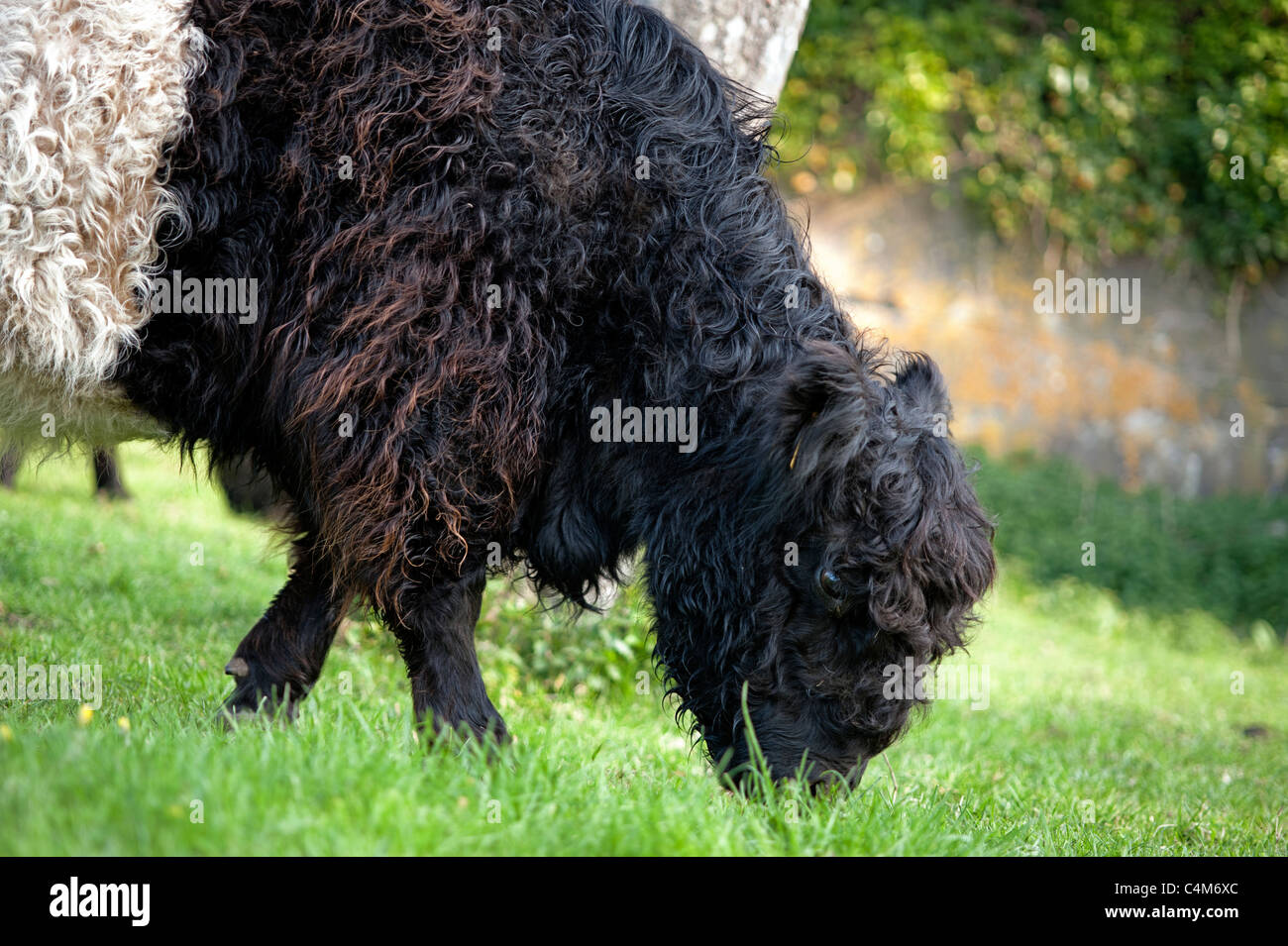 Belted Galloway cow Stock Photo