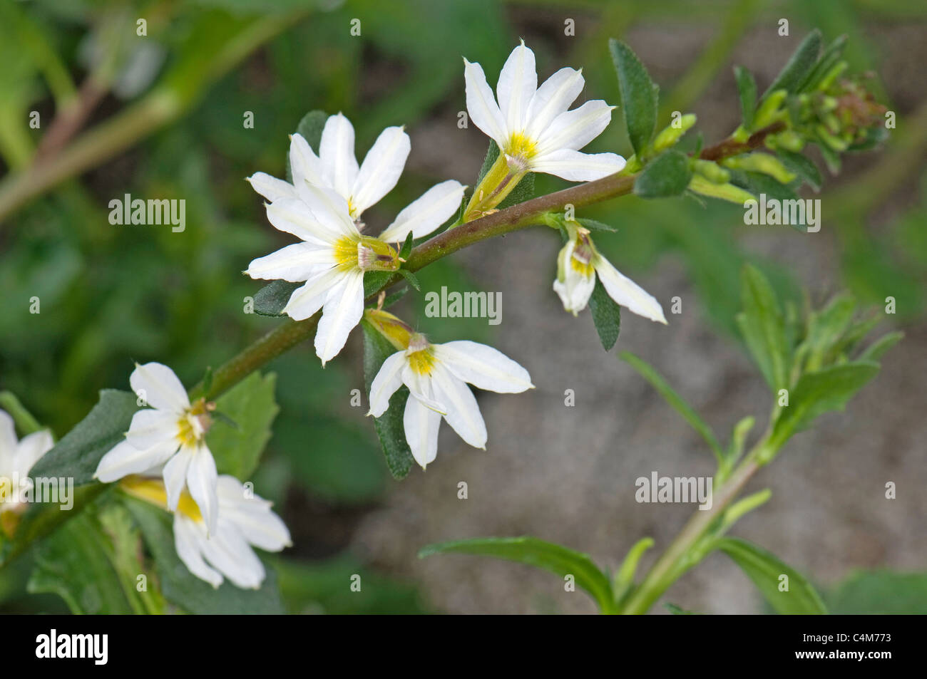 Fairy Fan-flower, Common Fan-flower) (Scaevola aemula Royal White), flowering twig. Stock Photo