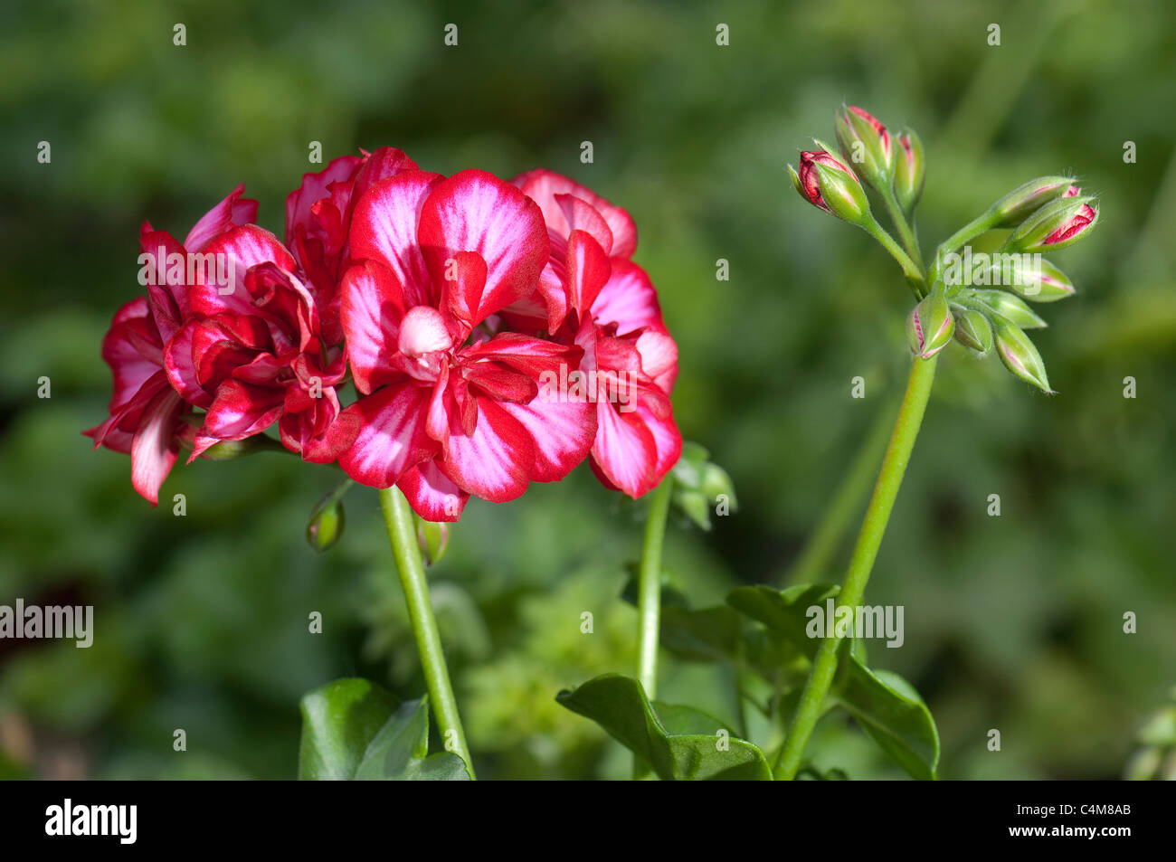 Geranium, Pelargonium (Pelargonium zonale Chris). Red flowering plant. Stock Photo