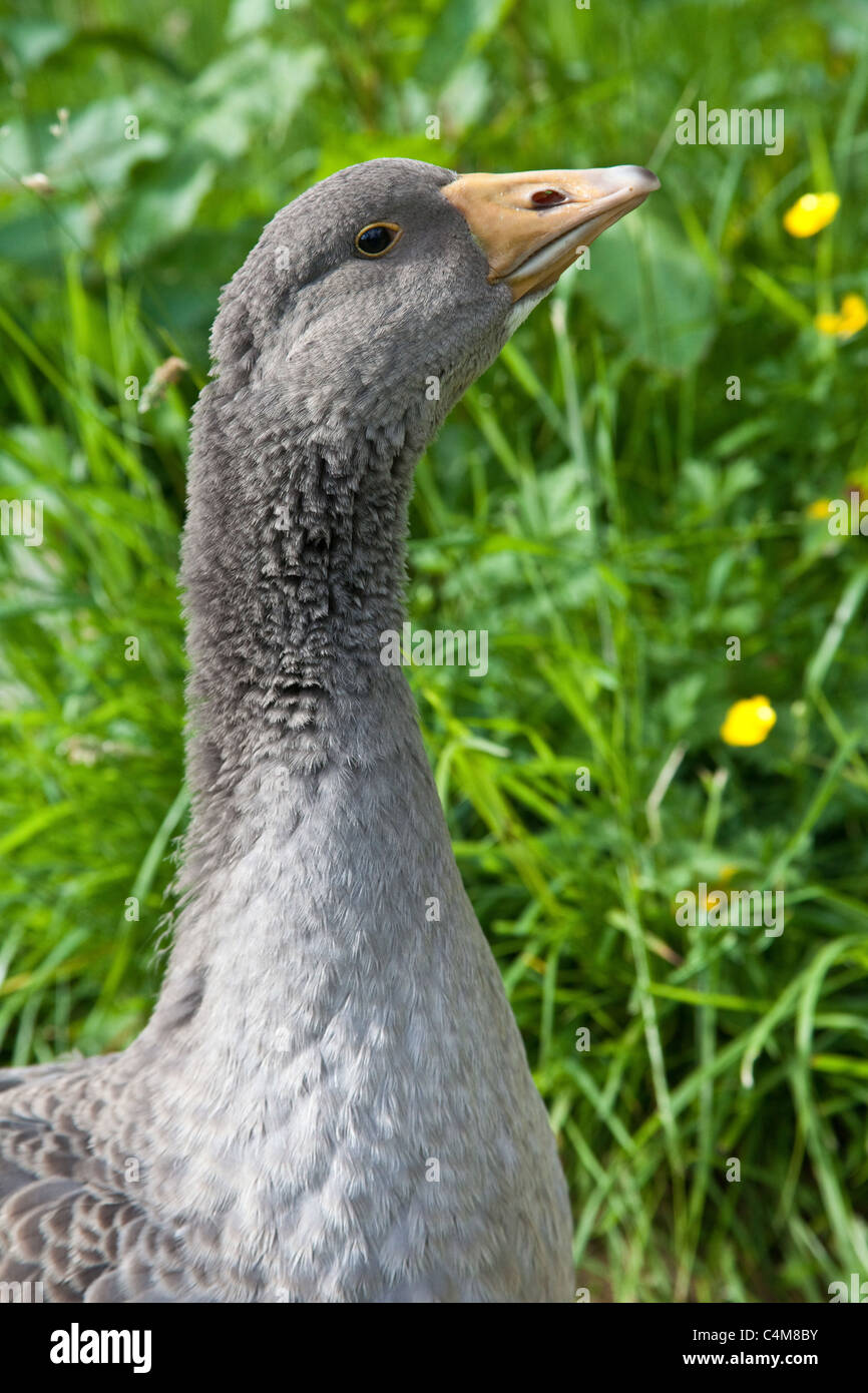 Gosling bird hi-res stock photography and images - Alamy