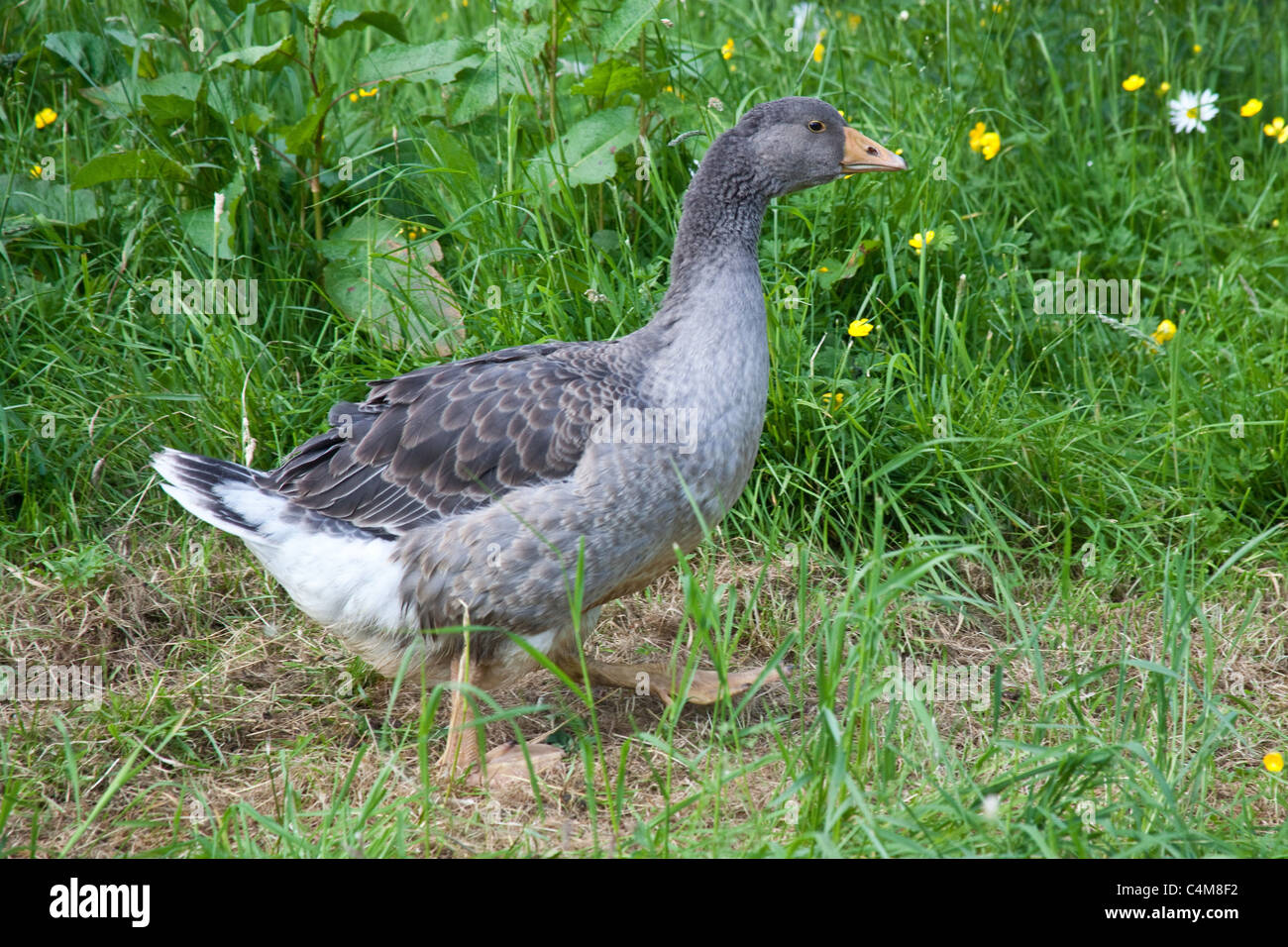 Gosling goose bird hi-res stock photography and images - Alamy