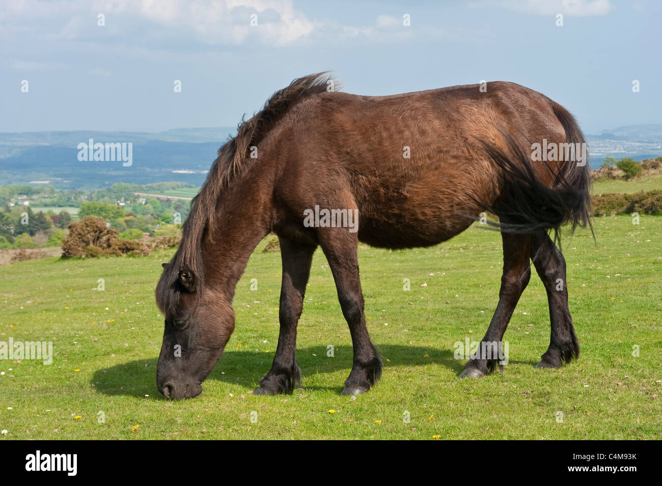 A bay colour Dartmoor pony grazing on the grass near Haytor Rocks in Dartmoor National Park with bright sunshine. Stock Photo