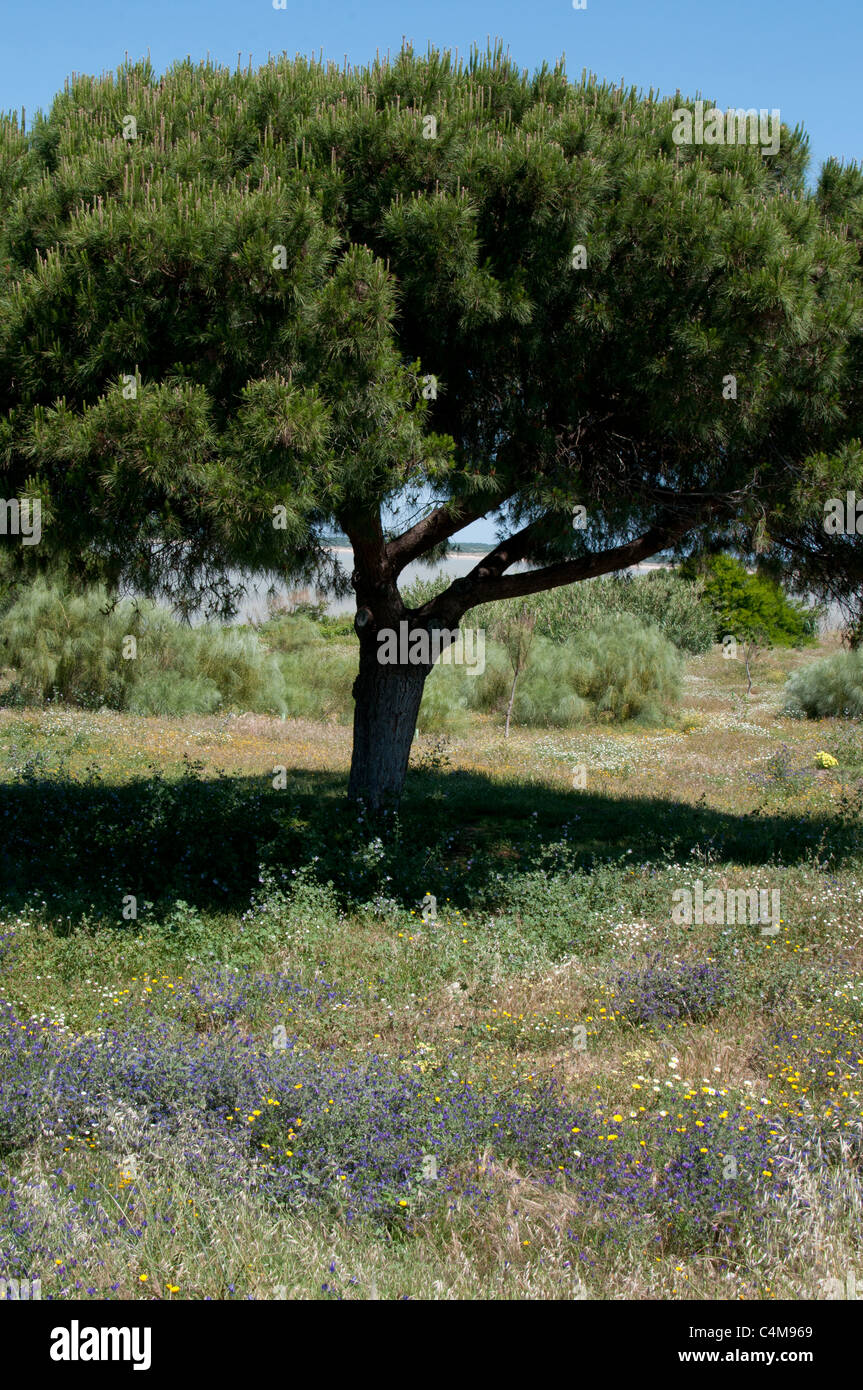 tree in meadow Stock Photo