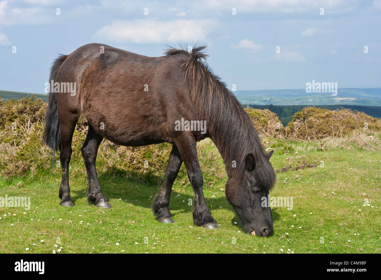 A seal brown colour Dartmoor pony grazing on the grass near Haytor Rocks in Dartmoor National Park with bright sunshine. Stock Photo