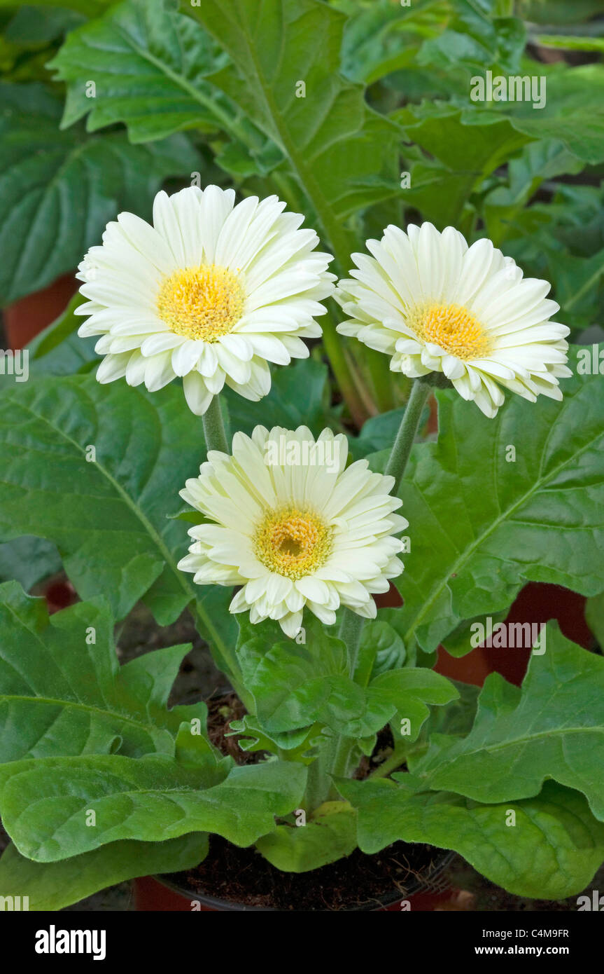 Barberton Daisy, Gerbera, Transvaal Daisy (Gerbera hybrid), white flowers of a potted plant. Stock Photo