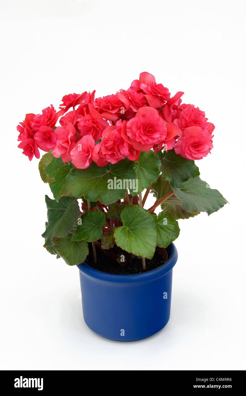 Tuberous Begonia (Begonia tuberhybrida), flowering potted plant, studio picture Stock Photo