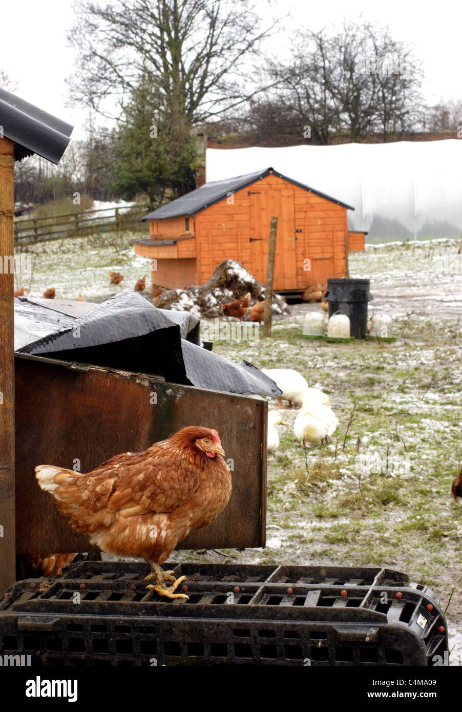 Chicken Coupe Stock Photos Chicken Coupe Stock Images Alamy