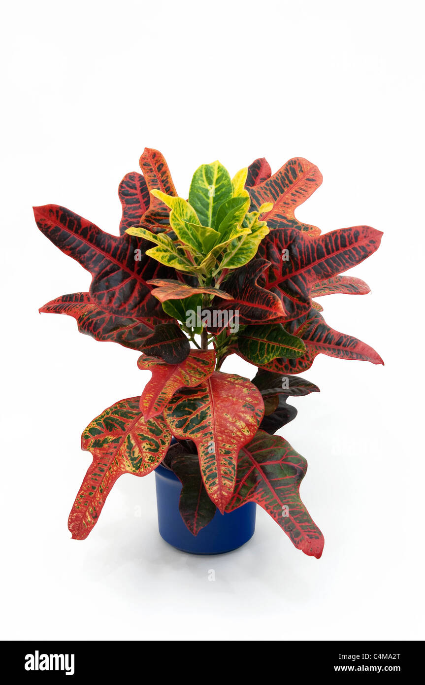 Variegated Croton (Codiaeum variegatum). Potted plant. Studio picture against a white background Stock Photo