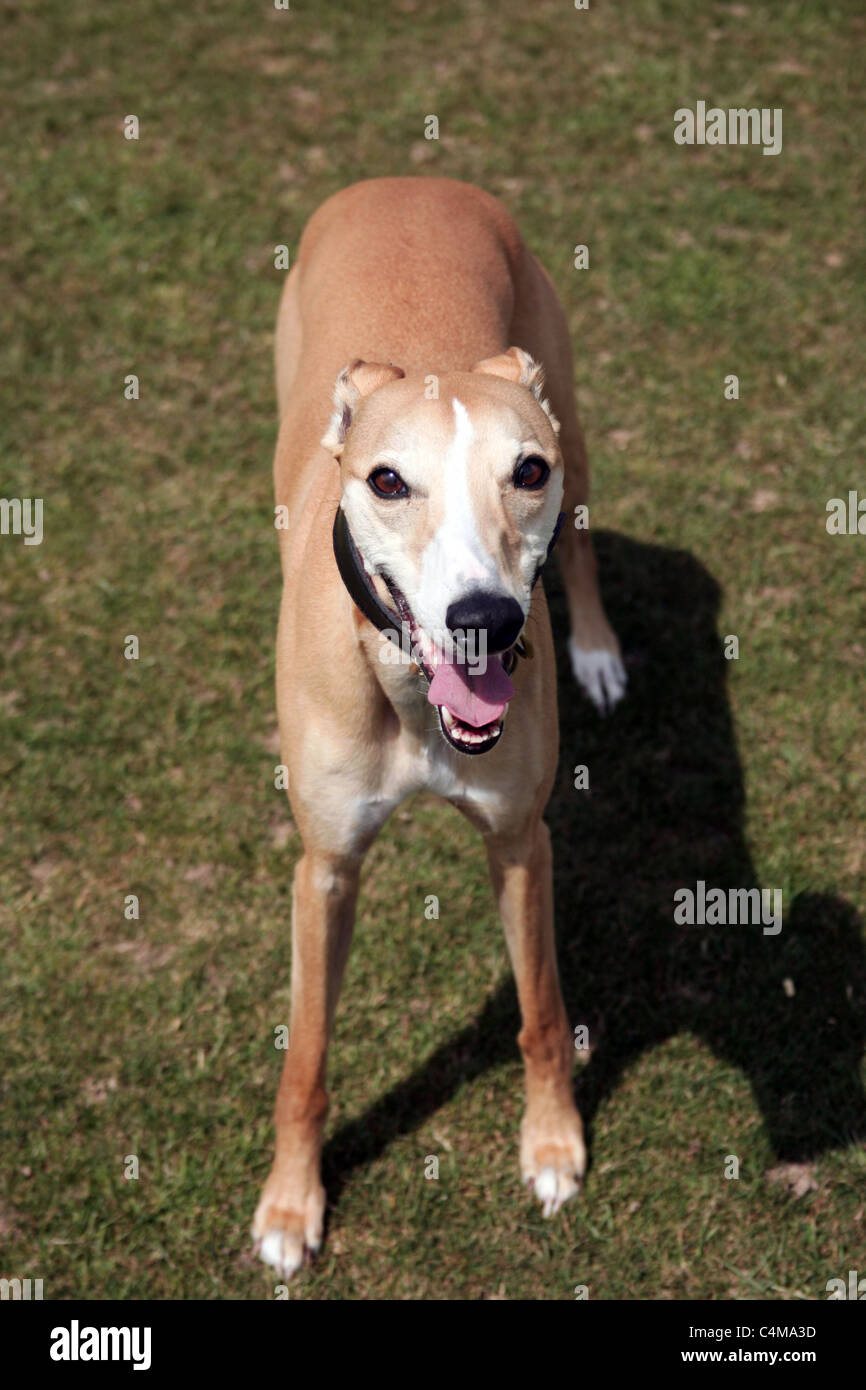 Pedigree whippet dog Stock Photo Alamy