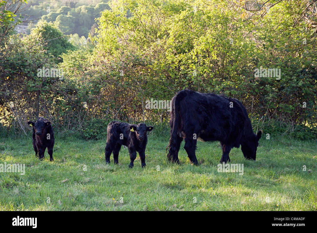 Natural England herd of welsh black cattle, Gloucestershire Stock Photo