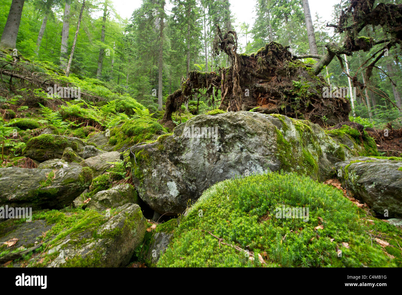 Nationalpark NP Bayerischer Wald Bavarian Forest Mt. Falkenstein Mountain Spruce Forest vacation Mountains rock rocks wood dead Stock Photo