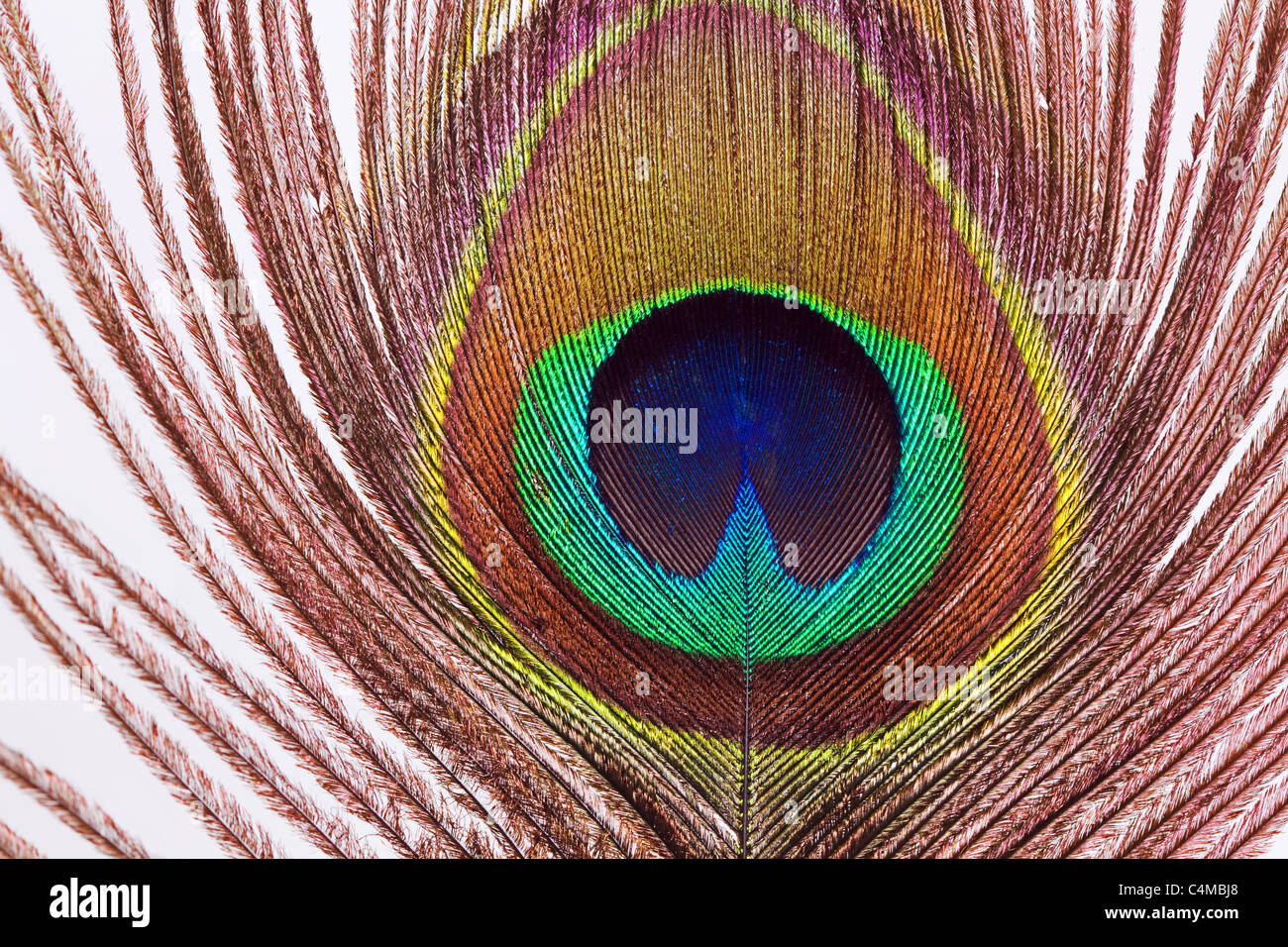 Closeup view of Peacock feather on white. Stock Photo