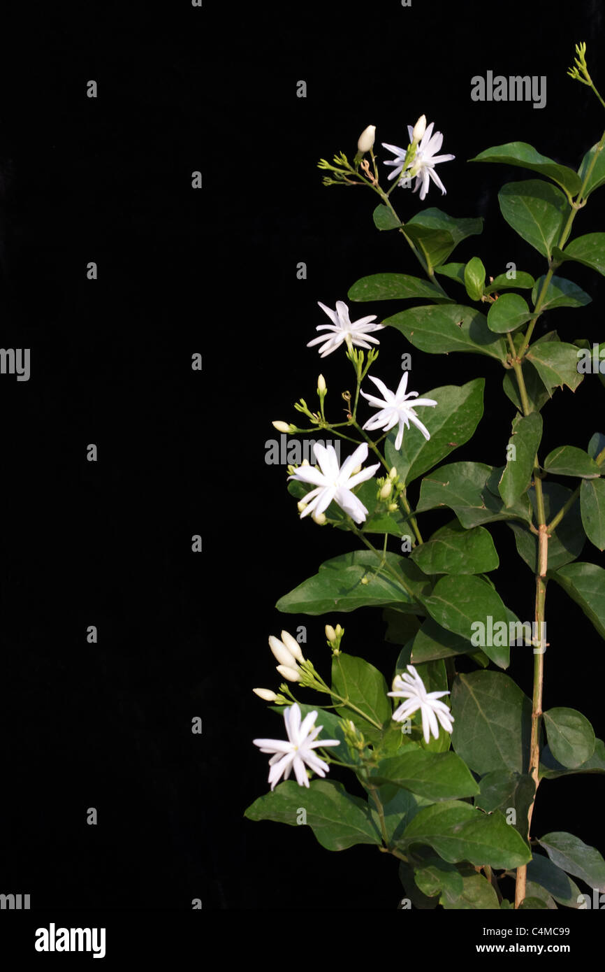 Jasmine (Jasminum auriculatum) stem with leaves and flowers Stock Photo